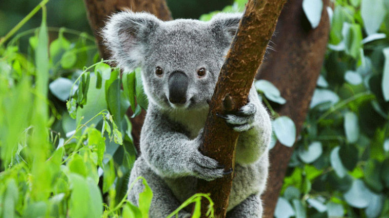 Koalalar sıcaktan kaçmak için ağaca sarılıyor