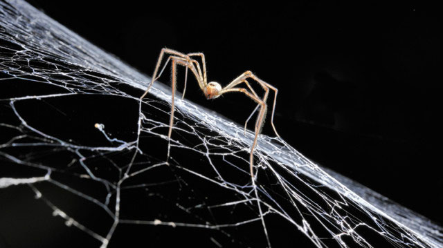 spider main getty1 640x3591