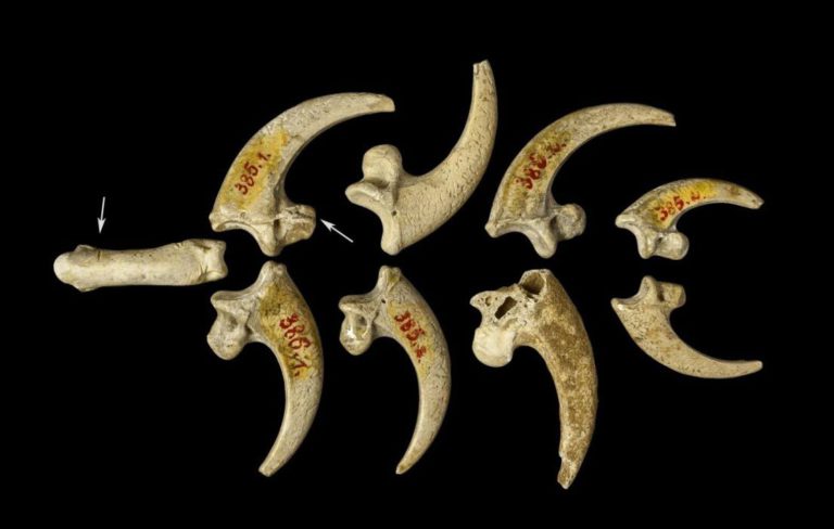 neandertal jewelry