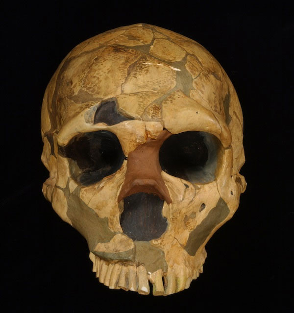 skull replica