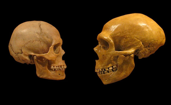 wikimedia skulls