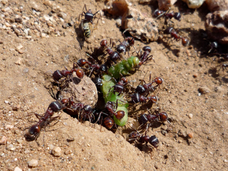 ants food