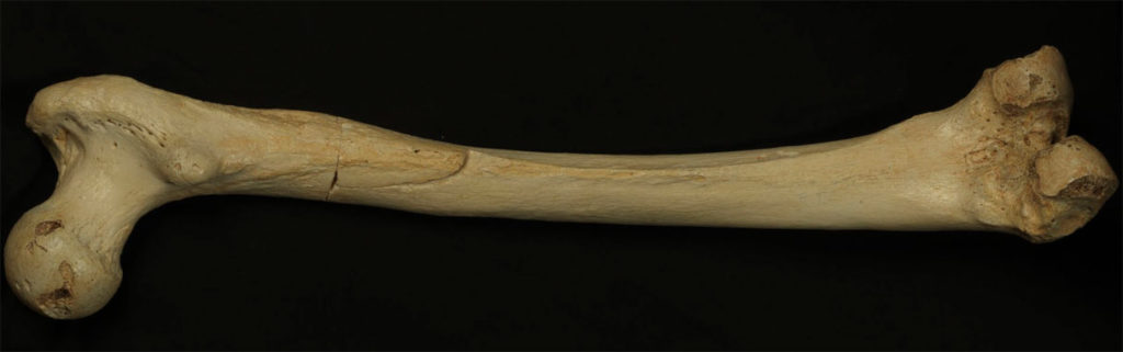 Bilinmeyen insan türüne ait 400 bin yıllık kalça kemiği. [Javier Trubea]