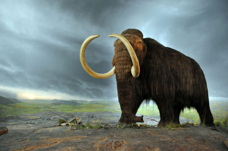 mammoth wiki