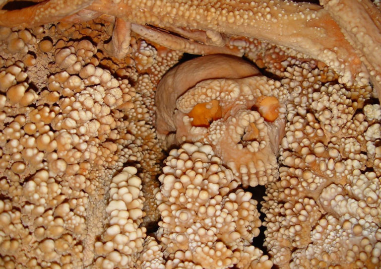 neanderta alamatura