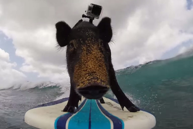 gopro piggy