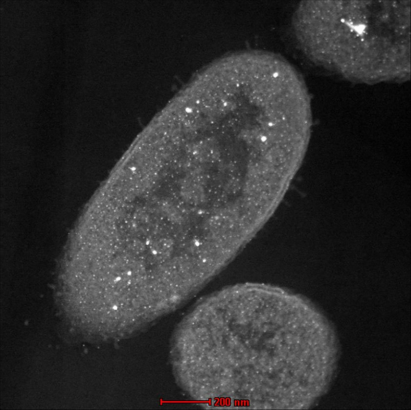 Pseudomonas aeruginosa PA 01 suşuna ait zombi hücresi. [Racheli Wakshlak]
