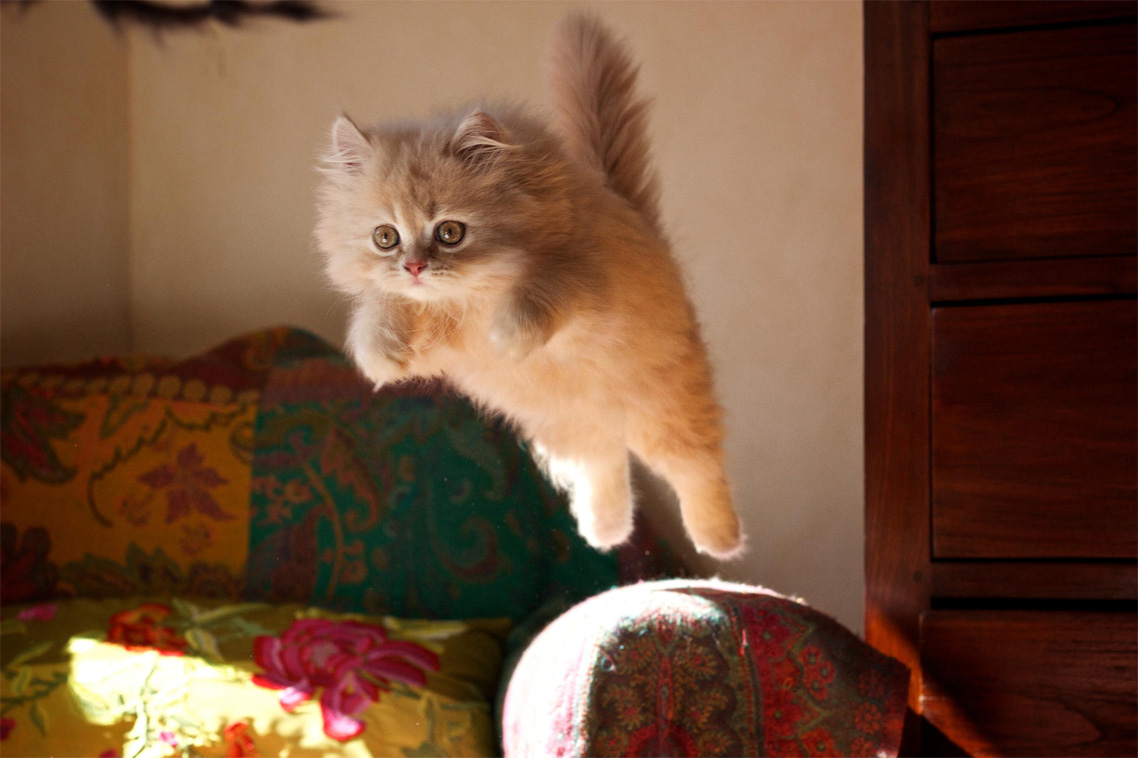 cat jump