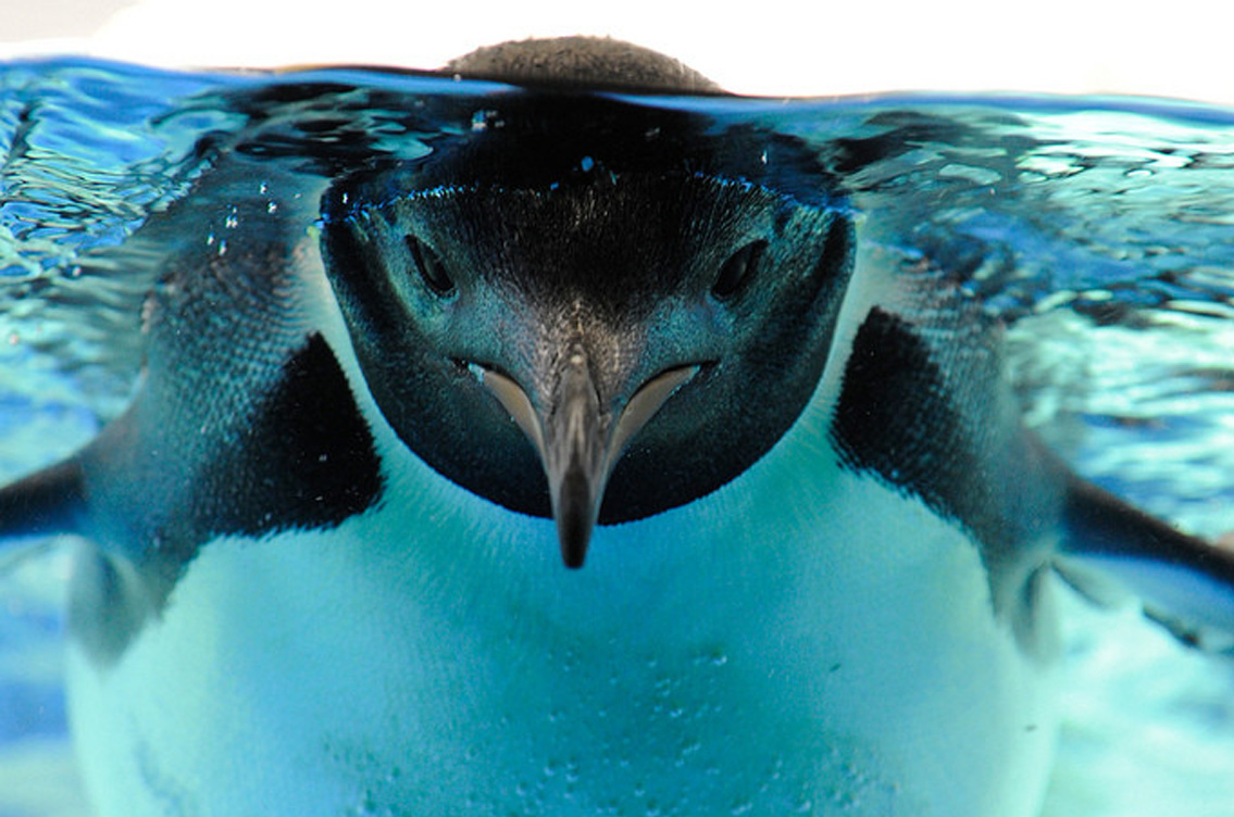 penguinn swimmng 40234