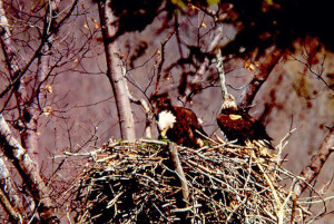 03142, 1981'de eşiyle birlikte Hemlock Nehri'ndeki yuvalarında. [NYSDEC]