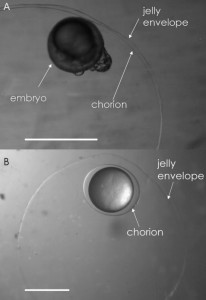 Embriyo, onu saran zar ve jel benzeri dış zar. [mbari.org]