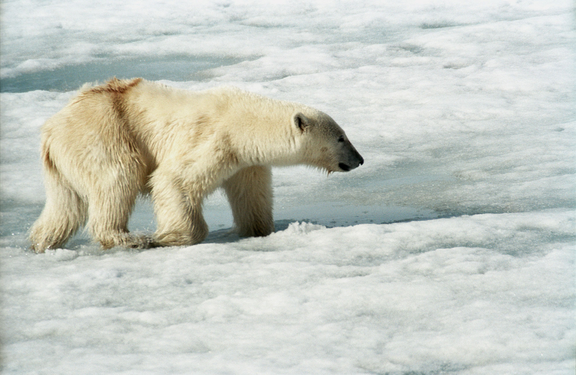 polarbear wiki