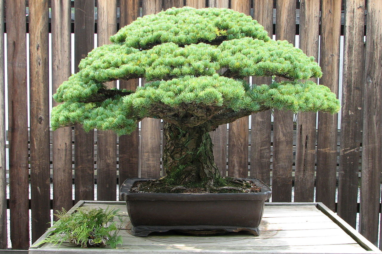 bonsai tree wikipedia
