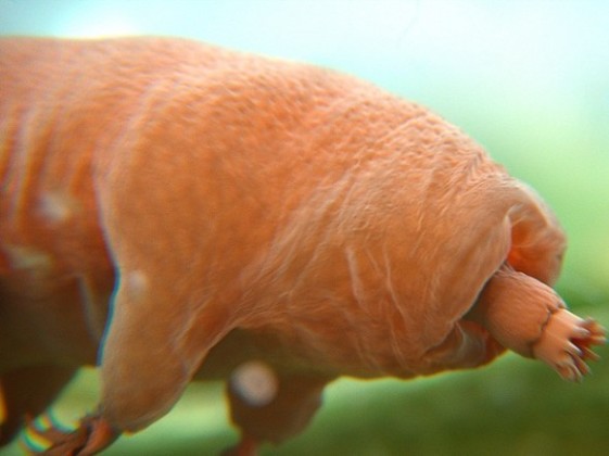 5 Reasons The Tardigrade Is Natures Toughest Animal 590x442