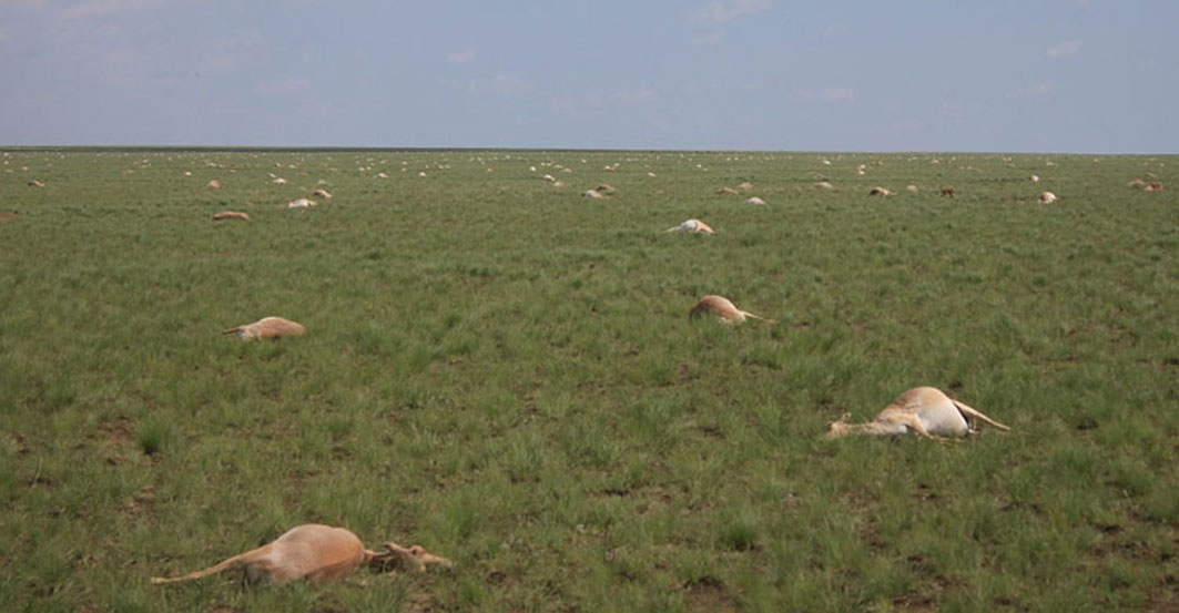 Dört günde 60 bin antilop nasıl   öldü?