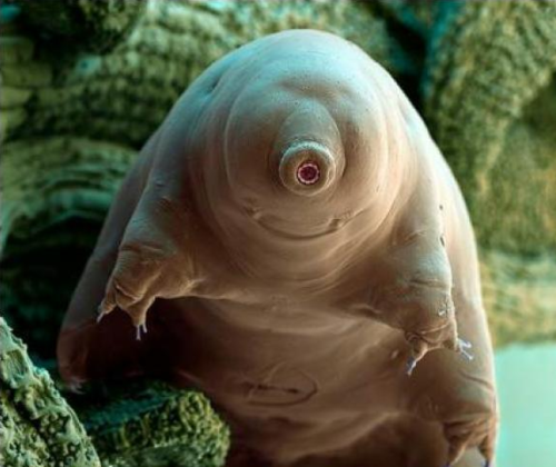 tardigrade1