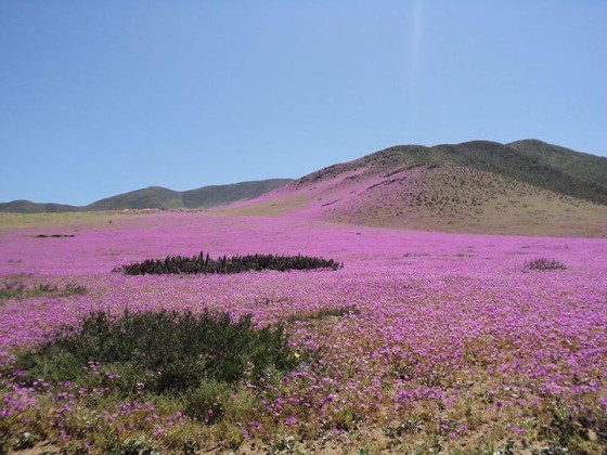 atacama0001