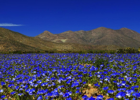 atacama0003