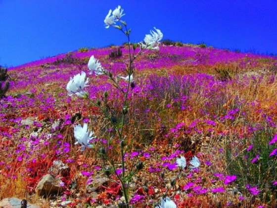 atacama0006