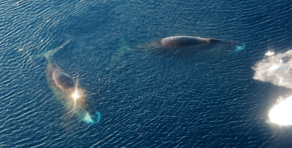 Grönland balinası. [Ocean Conservation Research]