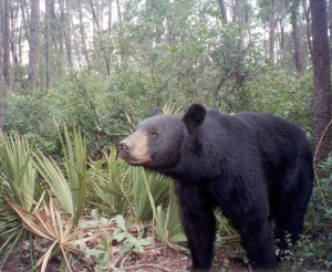 Florida siyah ayısı. [Wikipedia]
