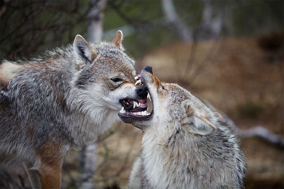 greywolf norway wiki