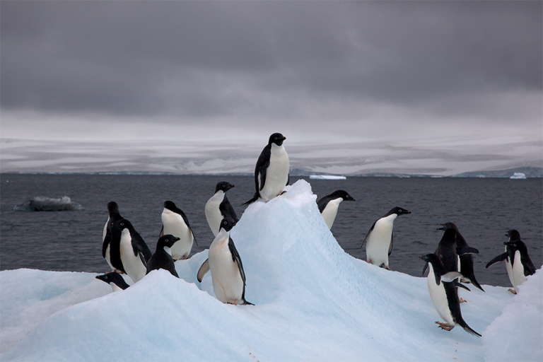 Dev buzdağı 150 bin penguenin ölümüne neden oldu