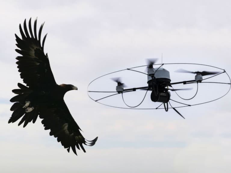 Drone’lar vs Hollandalı Polis Kartallar