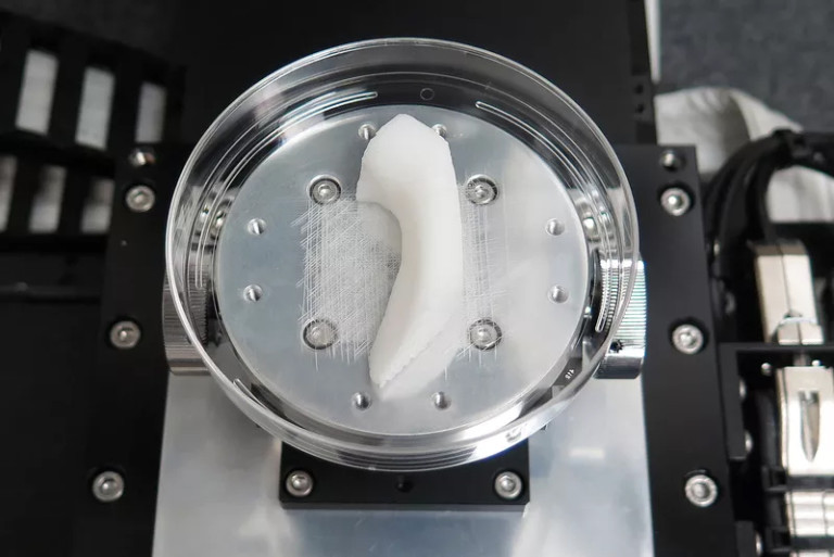 3D biyo-yazıcıda insan kulağı üretildi