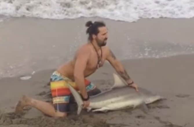 florida beach shark