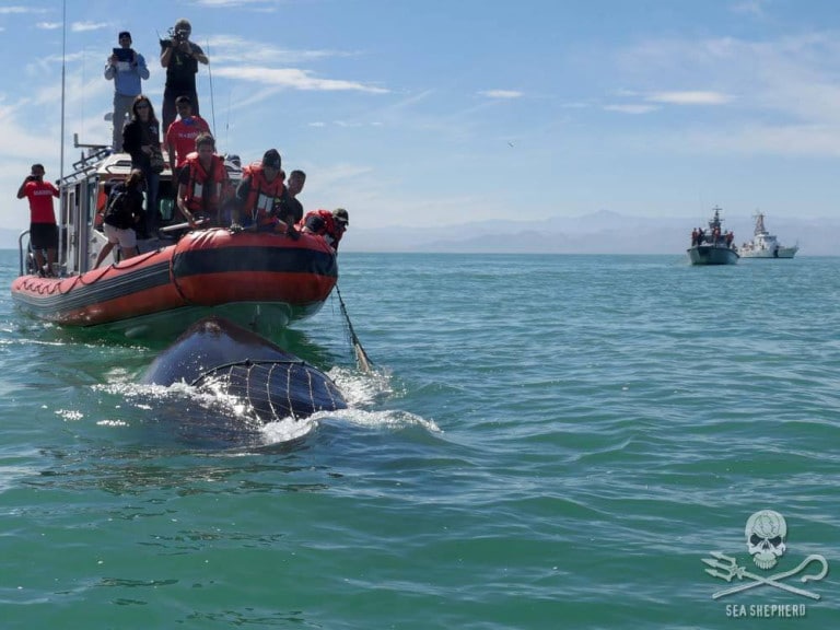 Kambur balinanın yakın çekim kurtarılma videosu