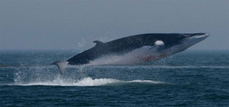 minke whale