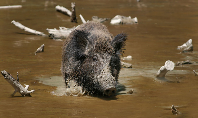 wildboar wiki