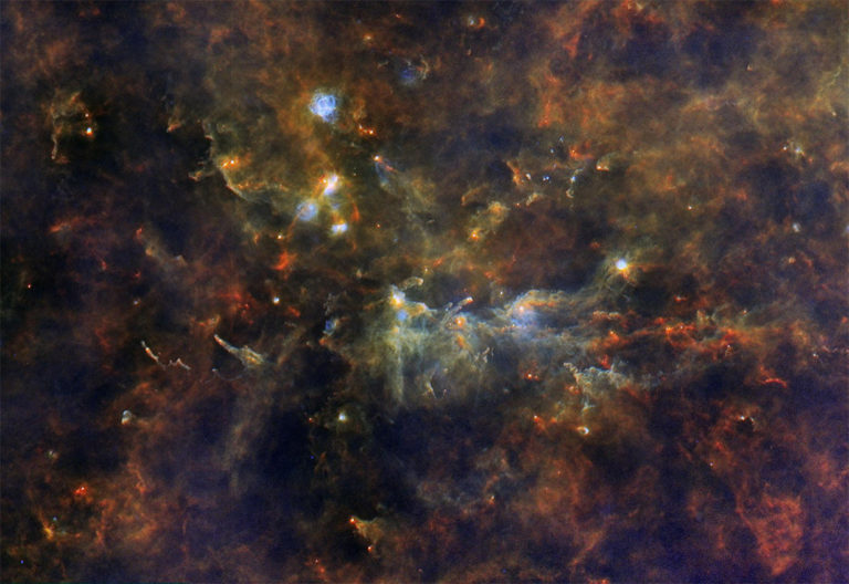 vulpecula