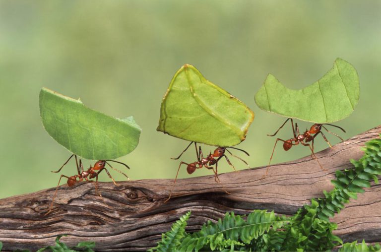 ants carrying leaves