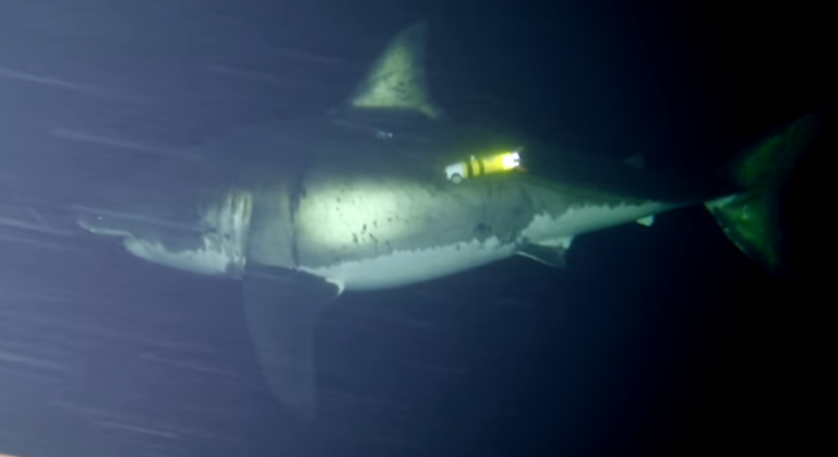 Şekerleme yapan köpekbalığına ait ilk görüntü