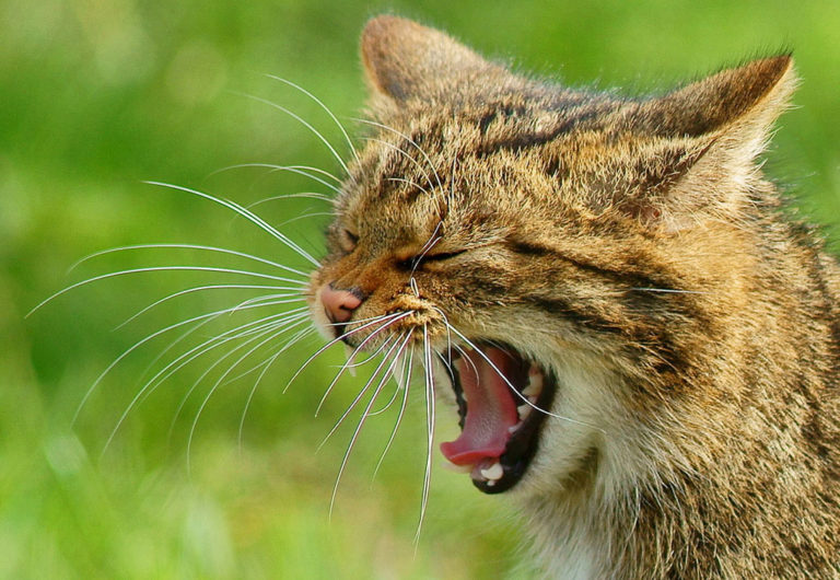 Scottishwild cat