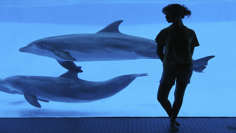 dolphins in captivity