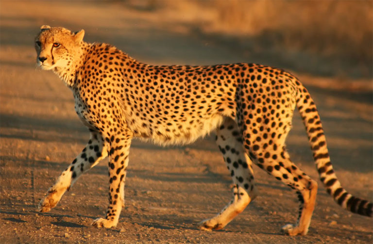 cheetah 002