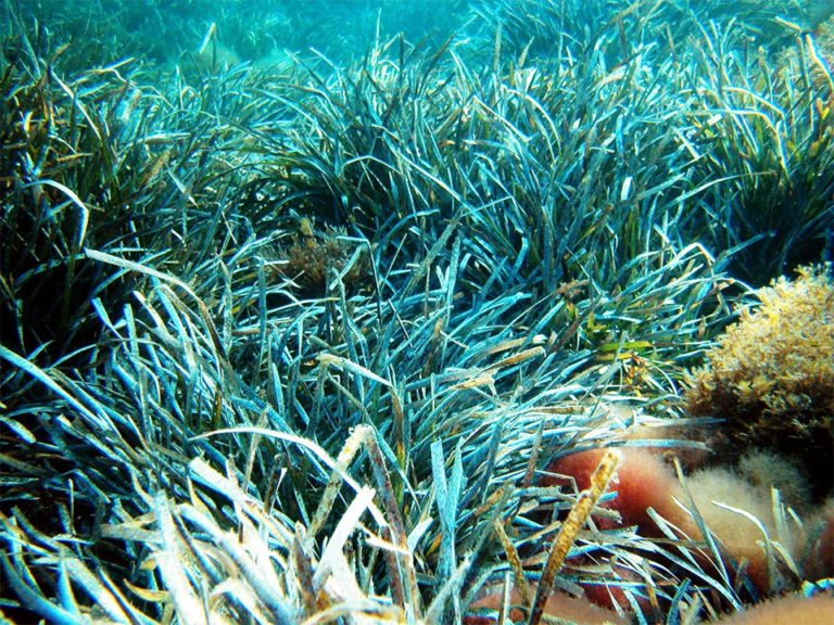 sea plants