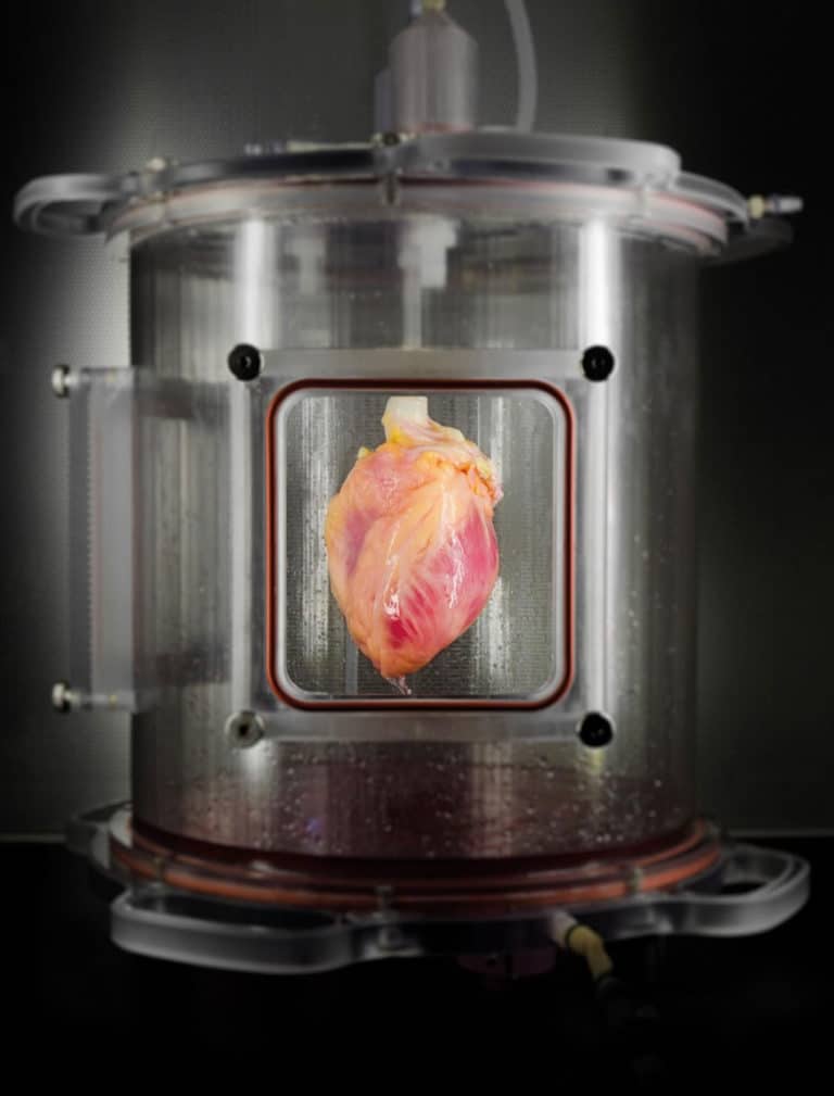 Bilim insanları kök hücrelerinden ‘atan’ insan kalpleri üretti