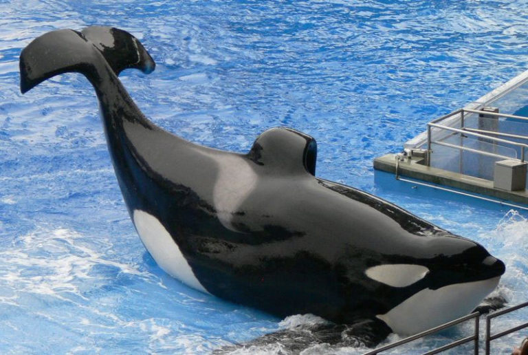 orca 042