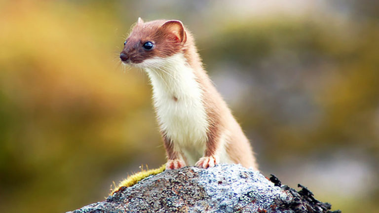 weasel 002