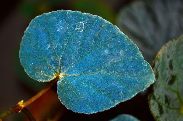 leaf 01