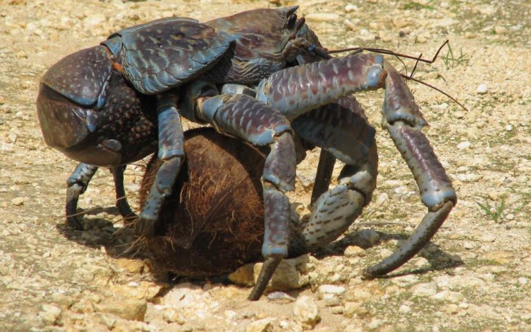 coconut crab pinterest