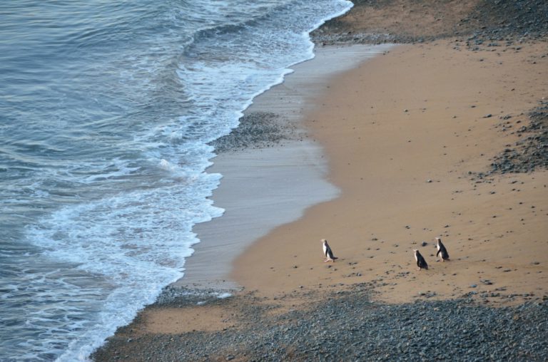 yeni zelanda penguen koloni