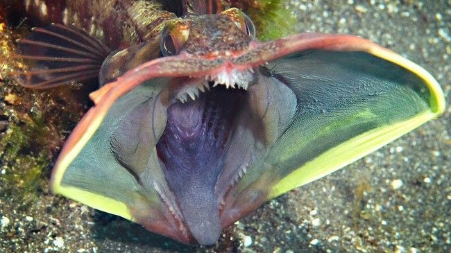 sarcastic fringehead dijitalx wikimedia