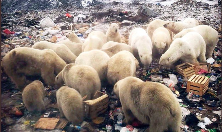 polar bear rusya sibirya arktik dijitalx twitter