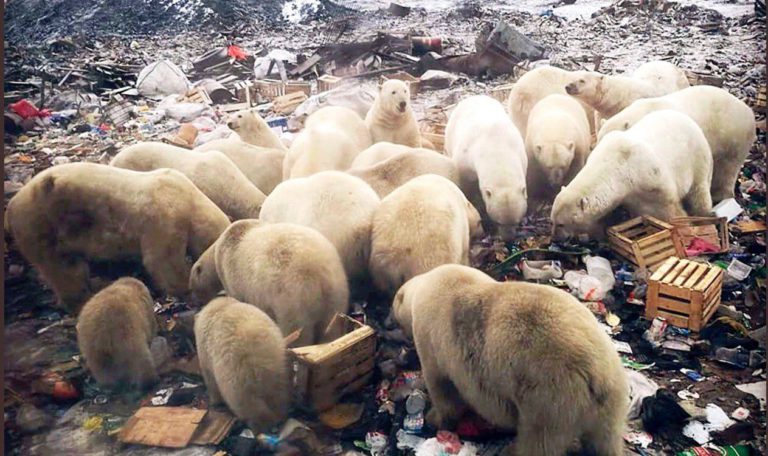 polar bear rusya sibirya arktik dijitalx twitter