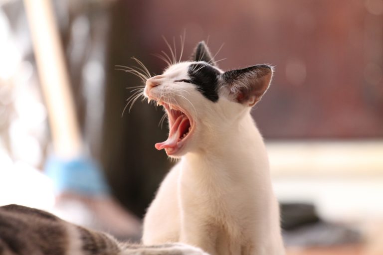 kedi pixabay sizofren bakteri bartonella dijitalx 001